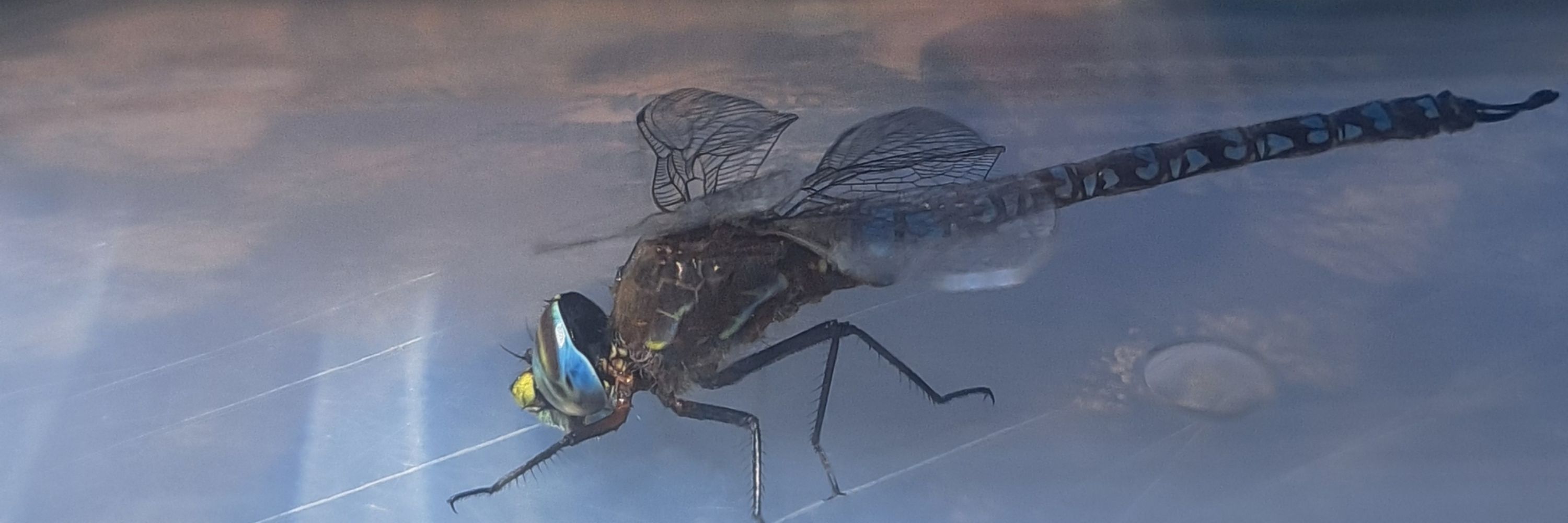Smartebras