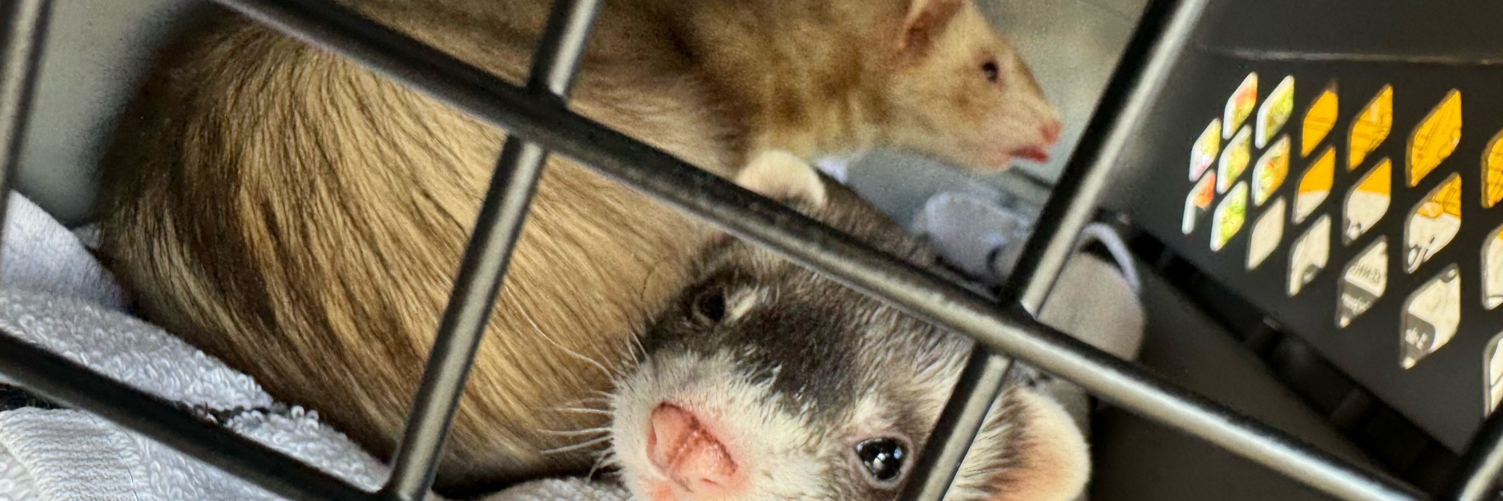 Tico