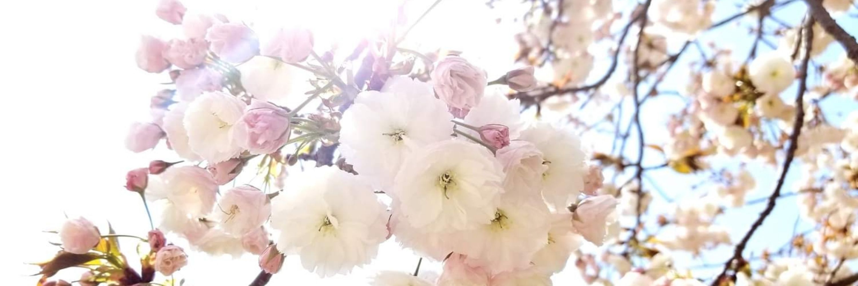 コニー松子@Orchideehof