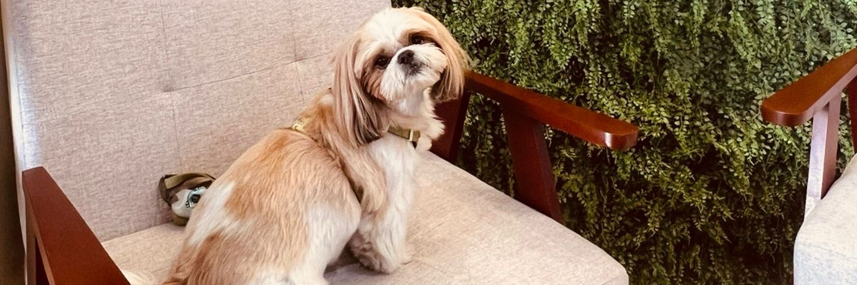 Ka Falcão