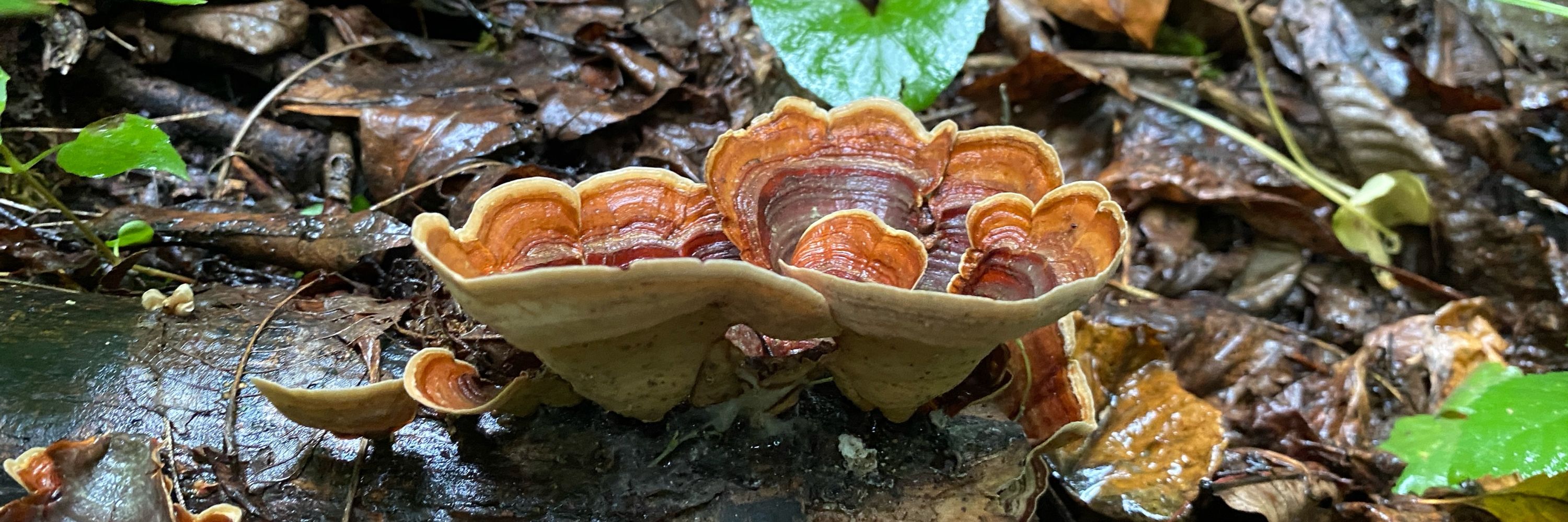 Garden Of Snails