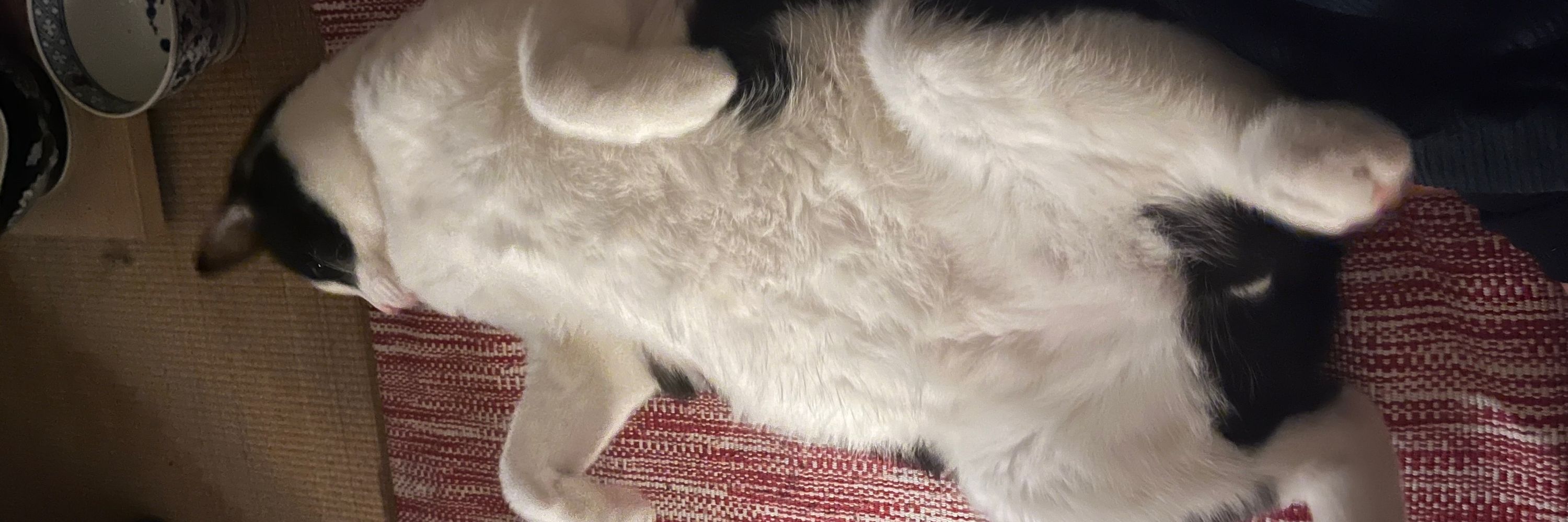 テト