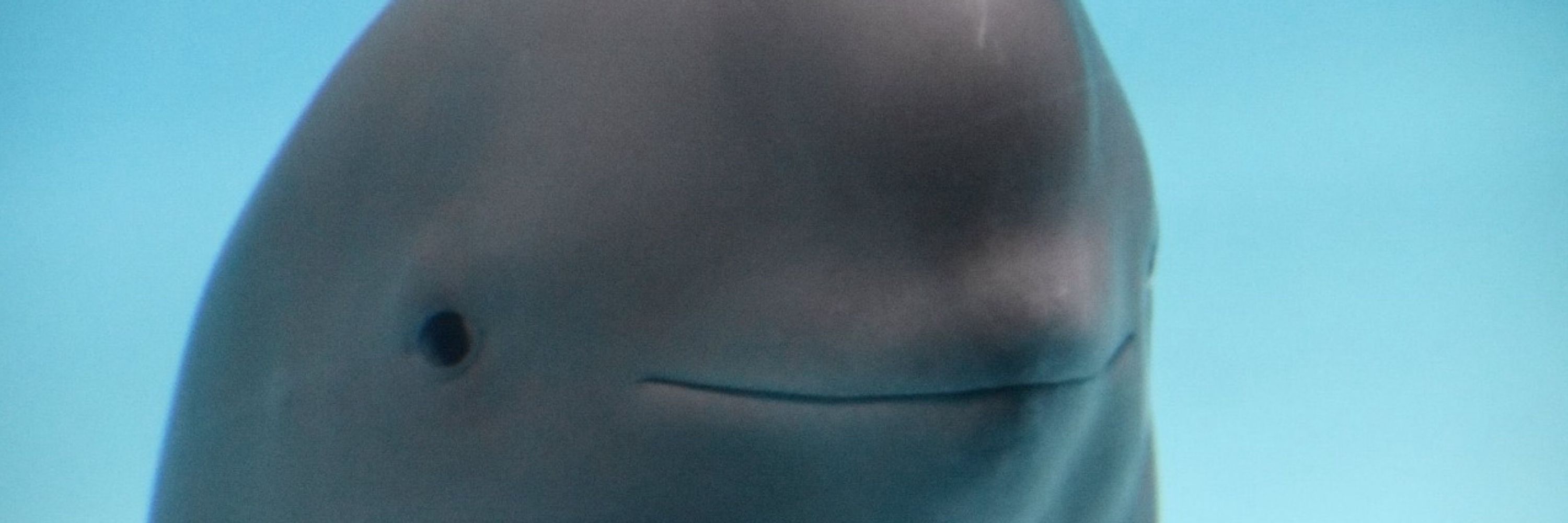 Joan B. Bluesky