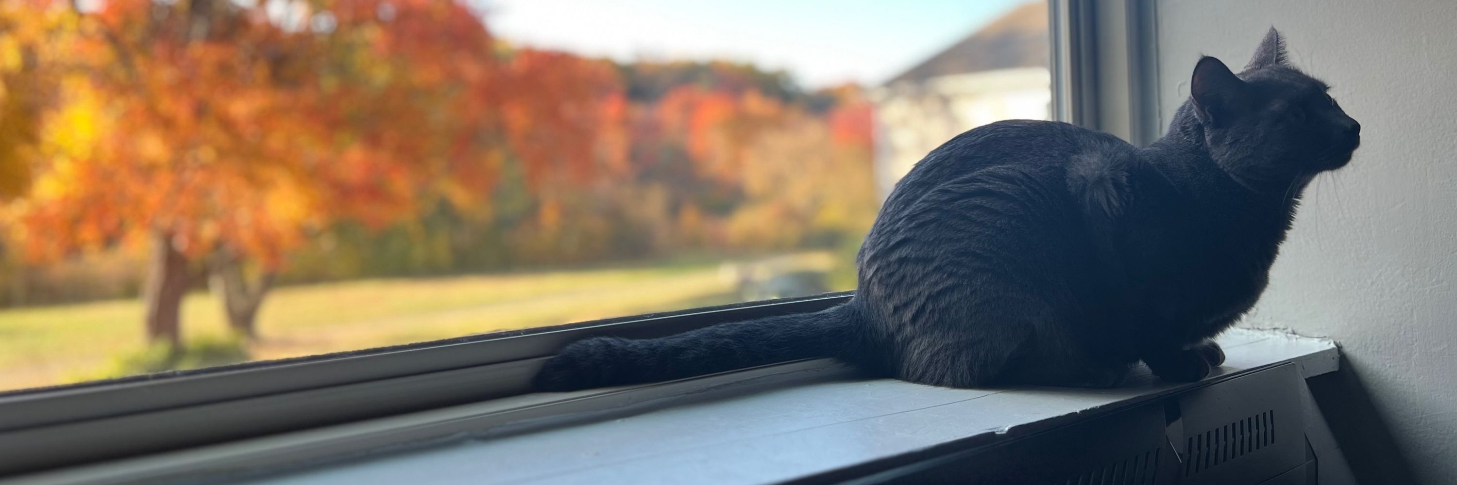 Meowmeow Meowmeowmeow