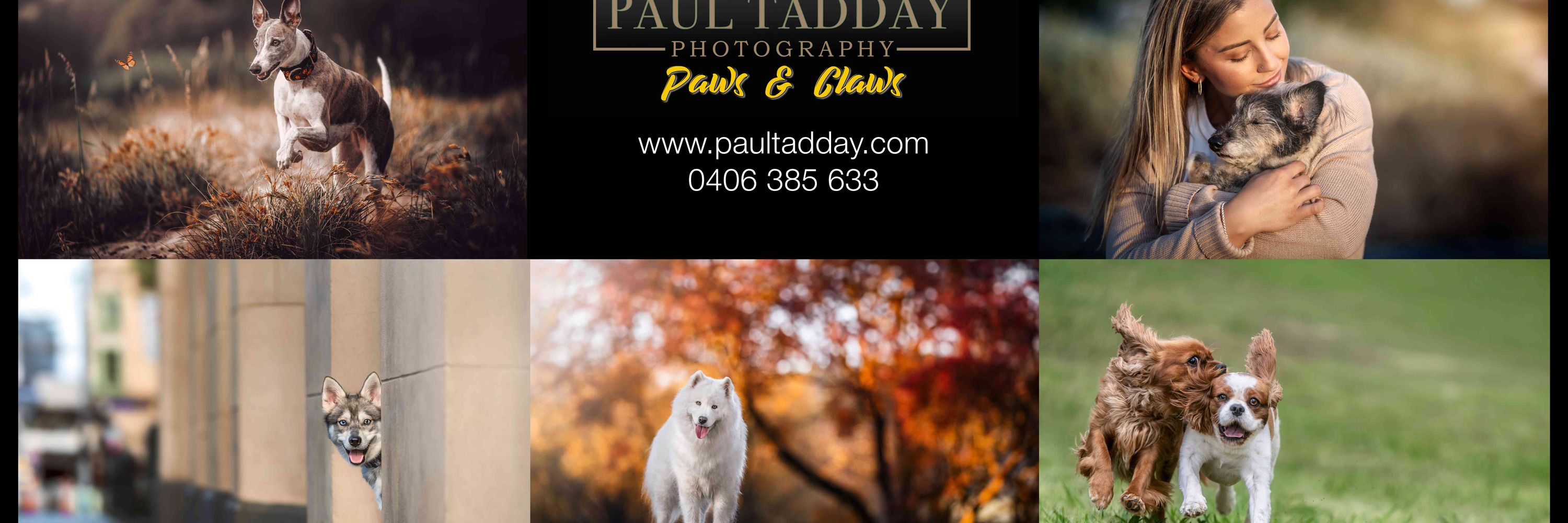 Paul Tadday (Dog Photography)