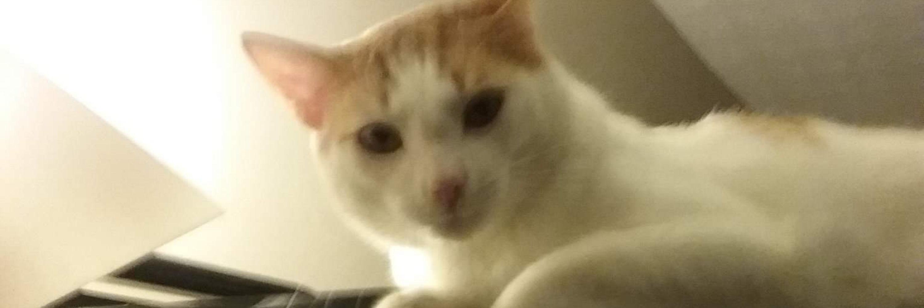 Marlow Kittycat