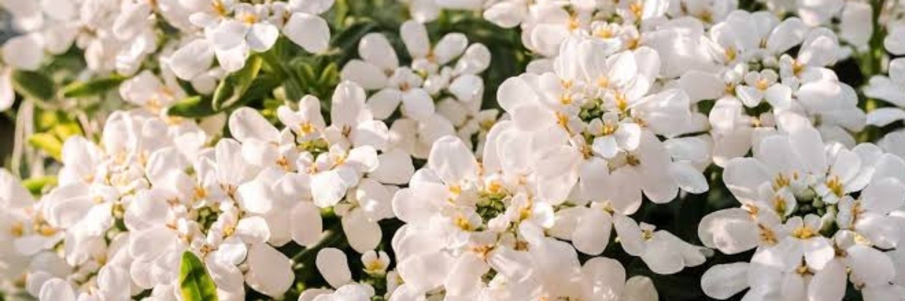 Candytuft 🌸