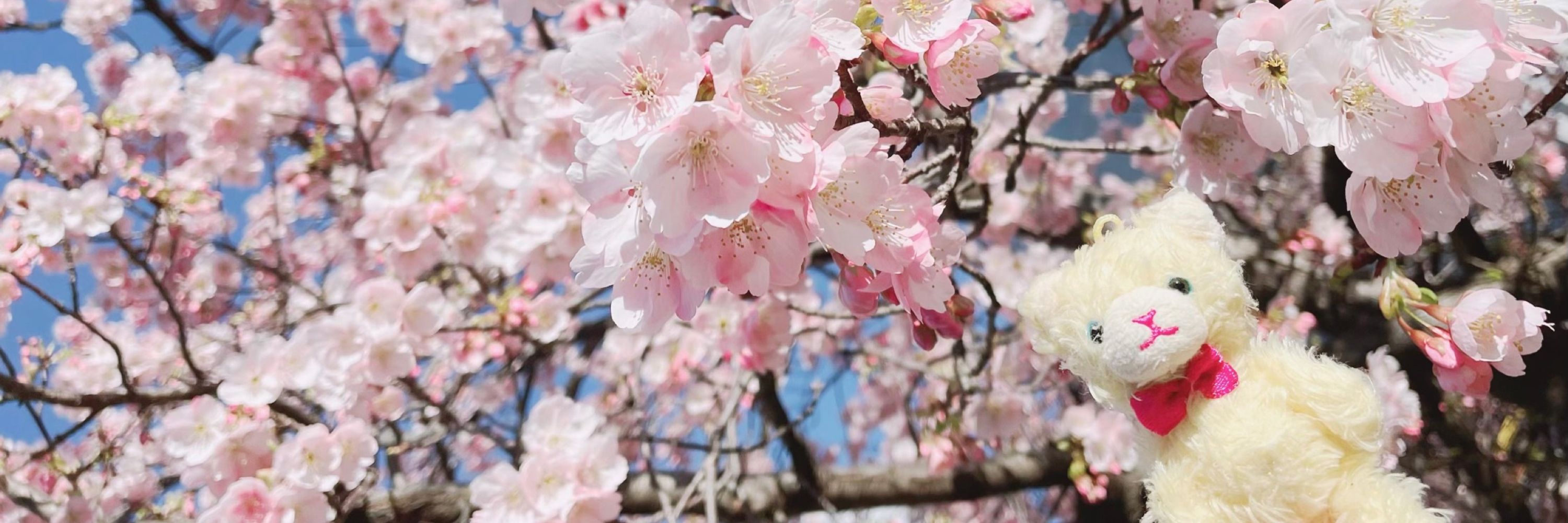 こうの