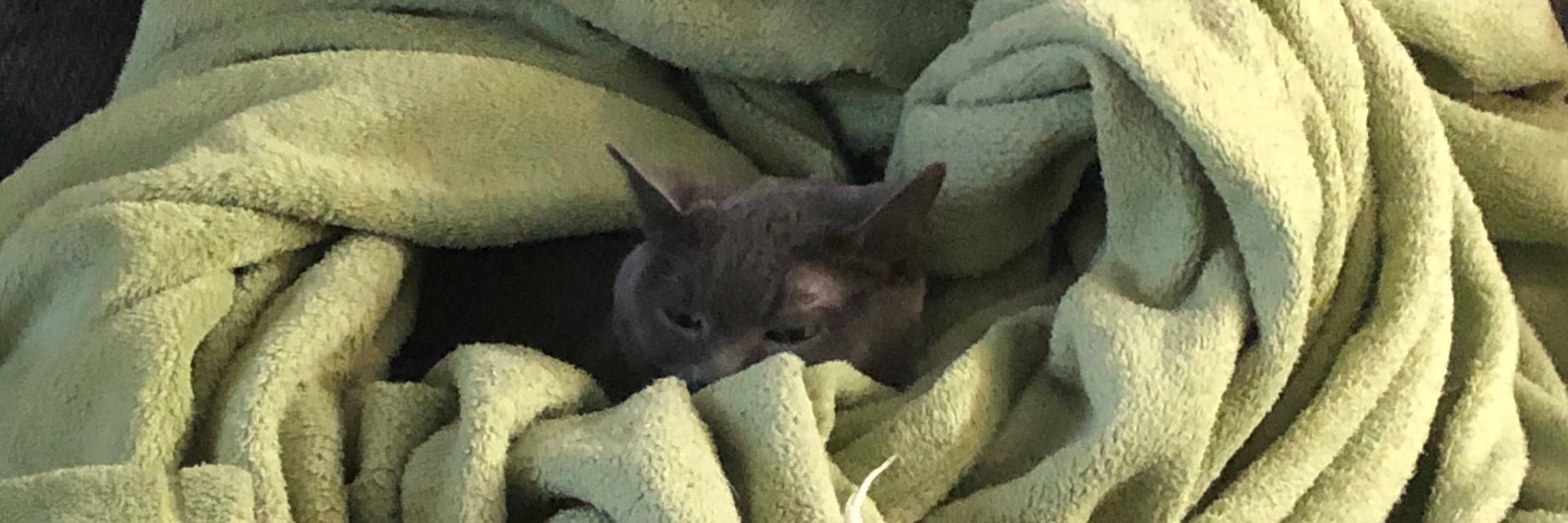 The Goblin