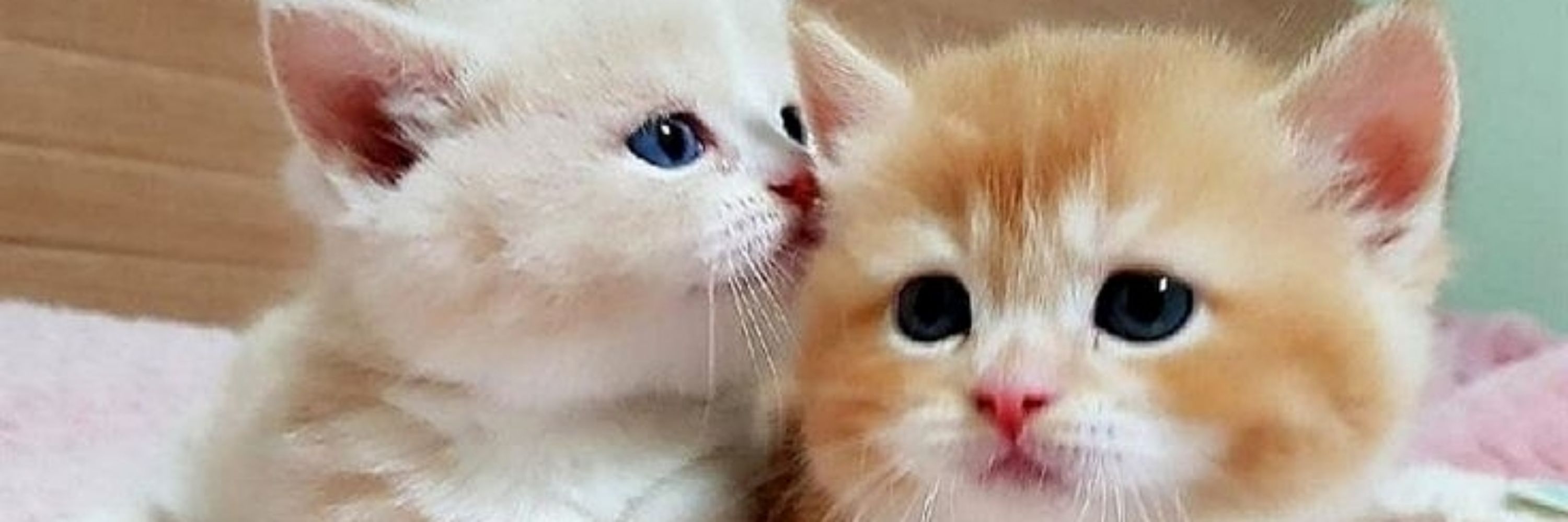 Gatinho das promos 🛍