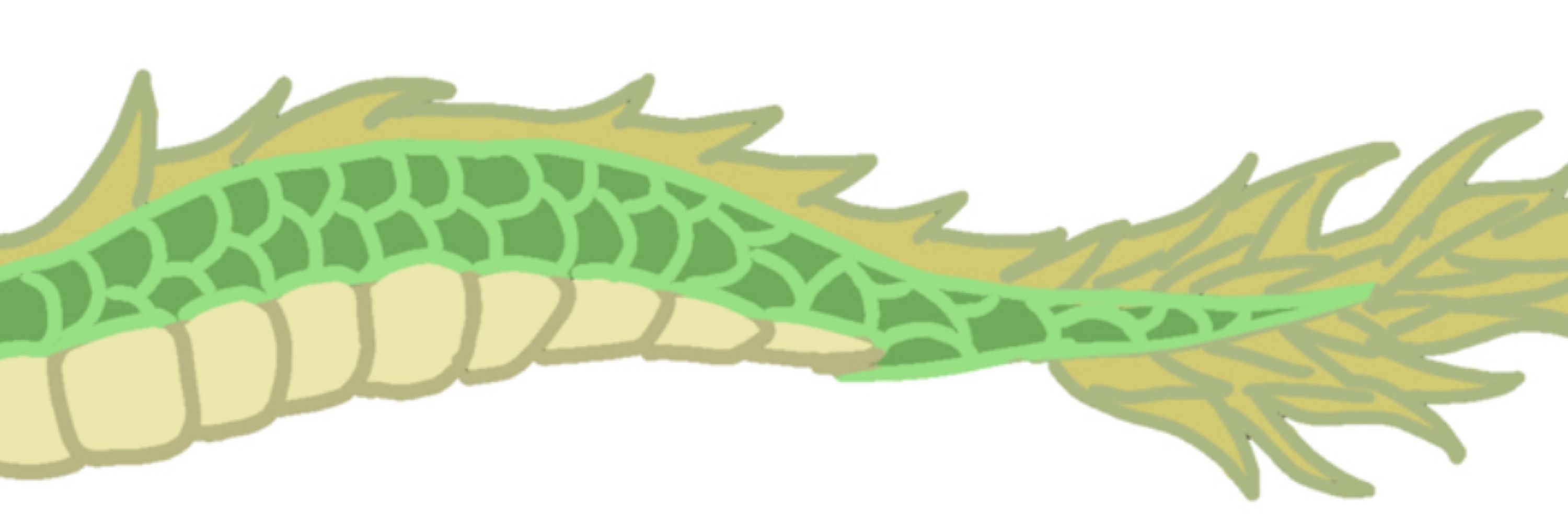 🐉💀