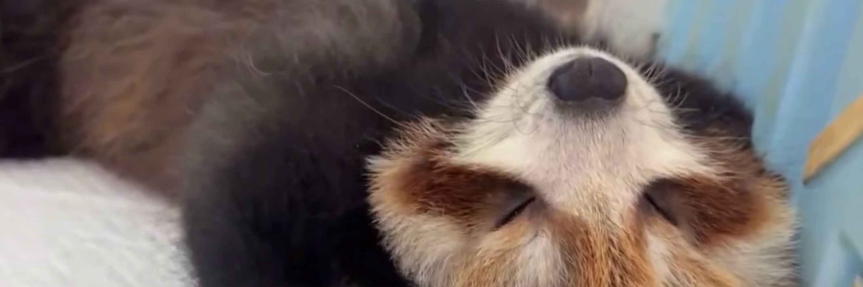 Em, Existential Red Panda
