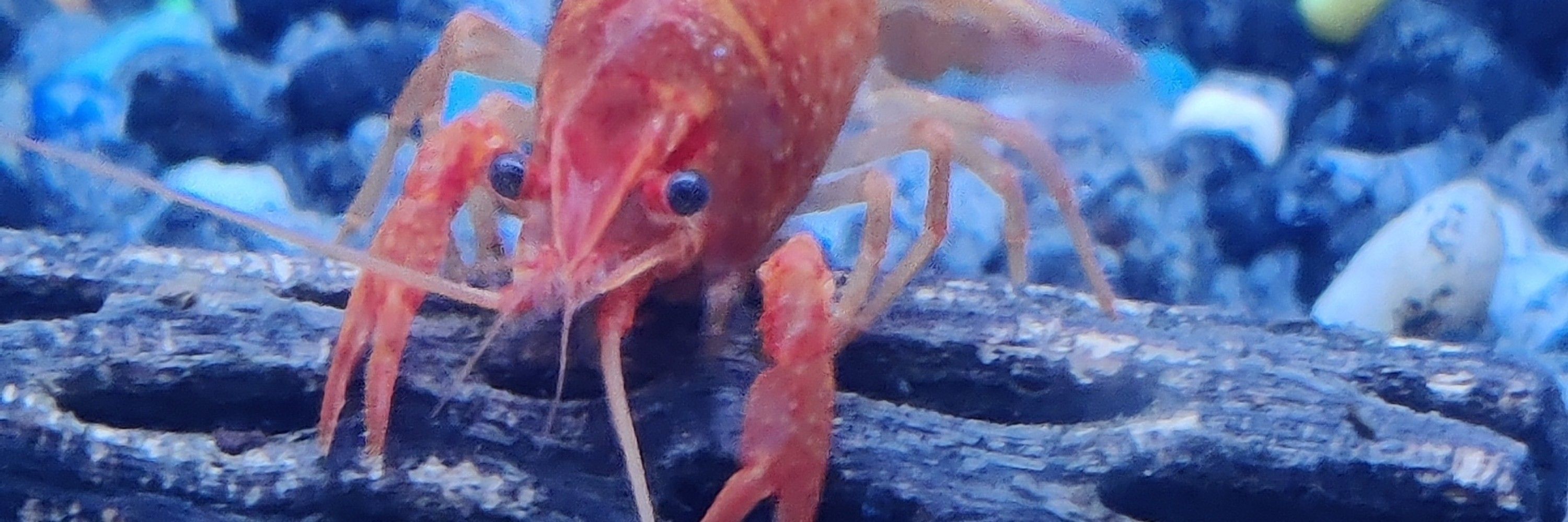 Koi