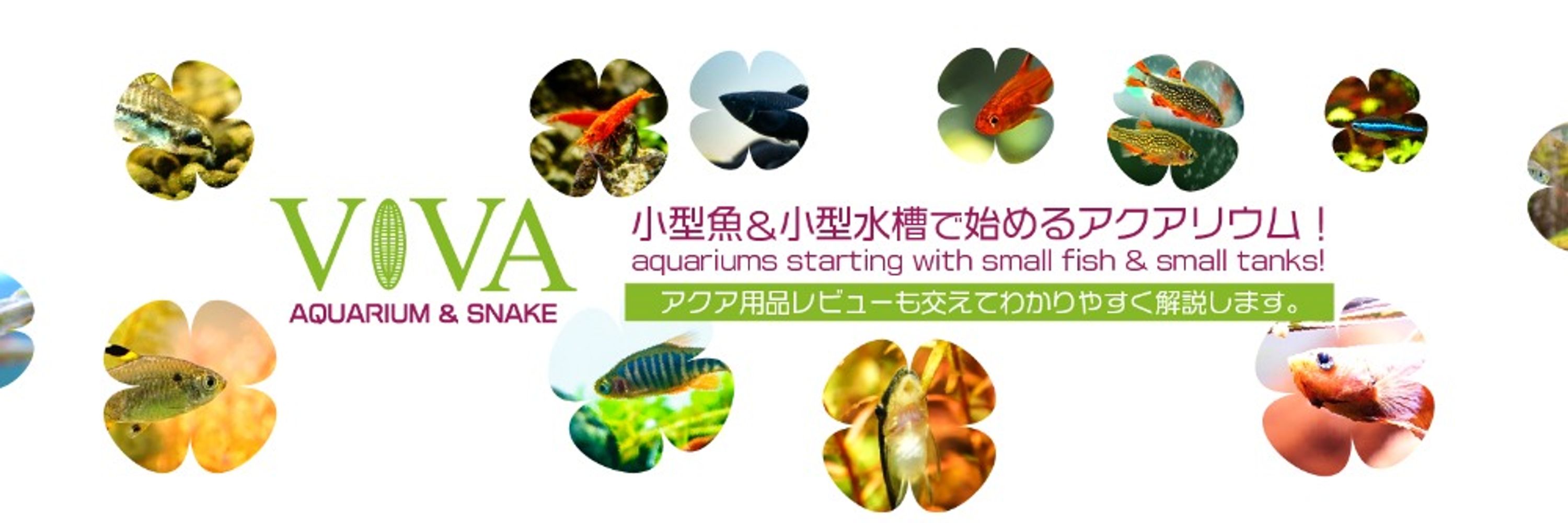 ビバアクア