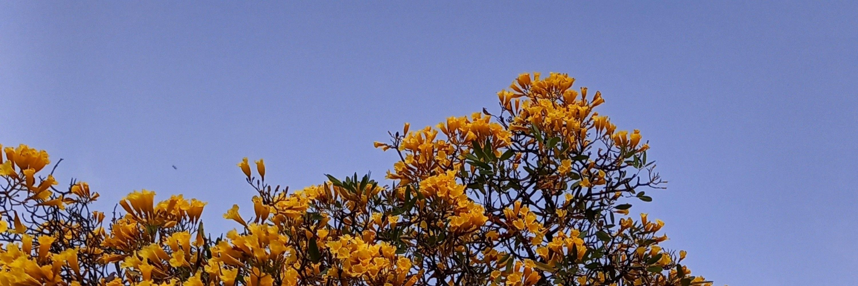 Alberi Filho 