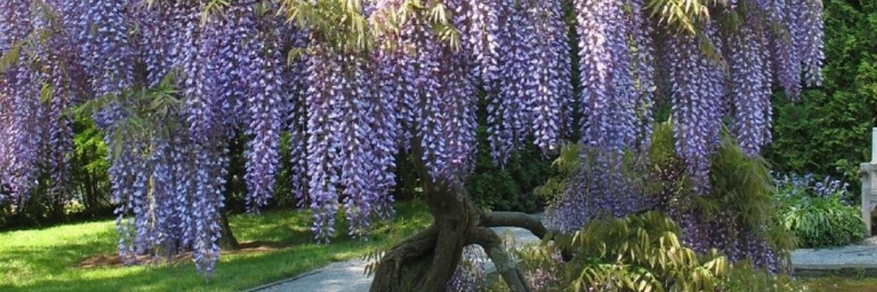 💜🌸Spring Willow🌸💜