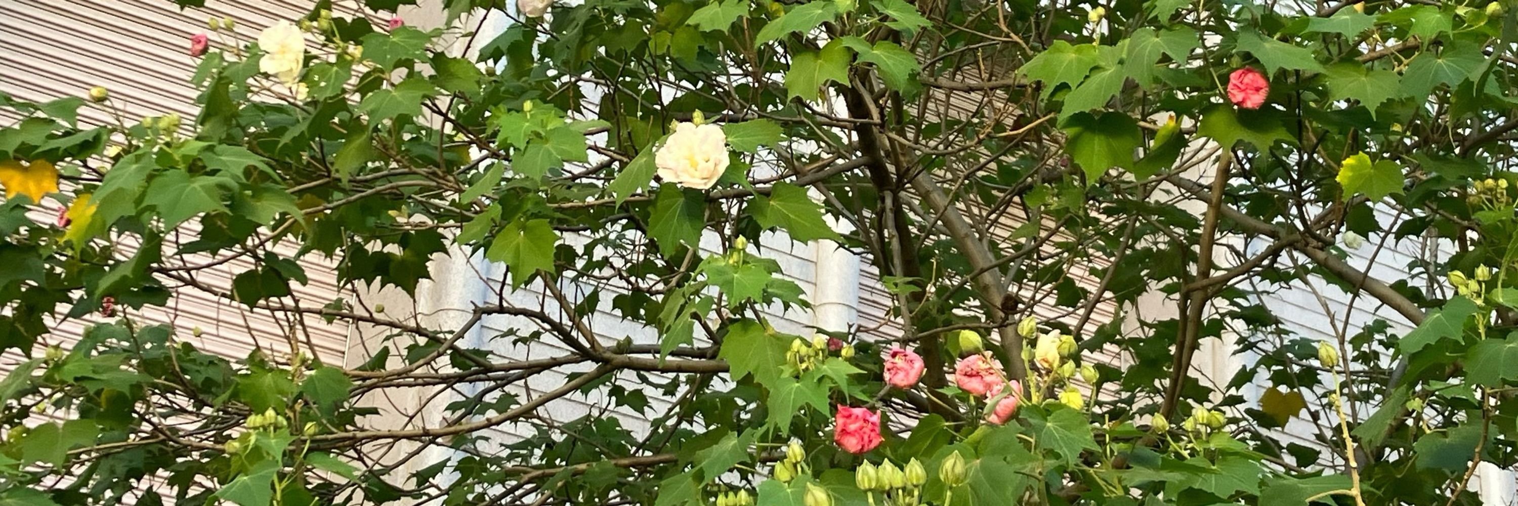 笹餅