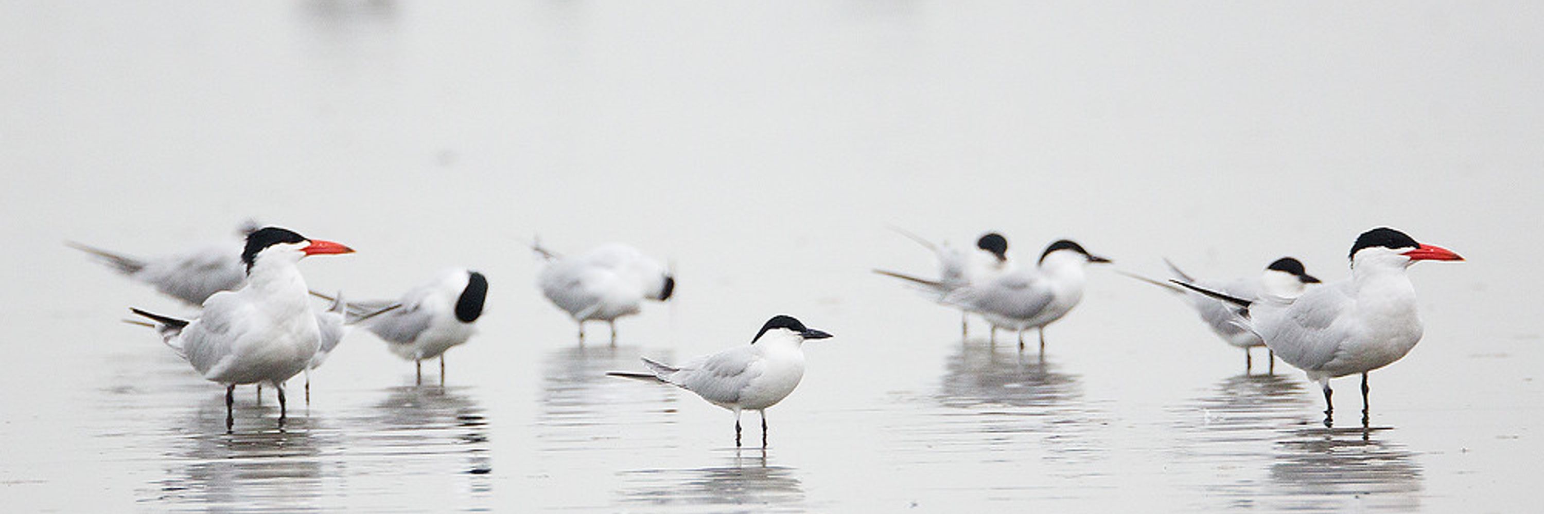 George's Tern