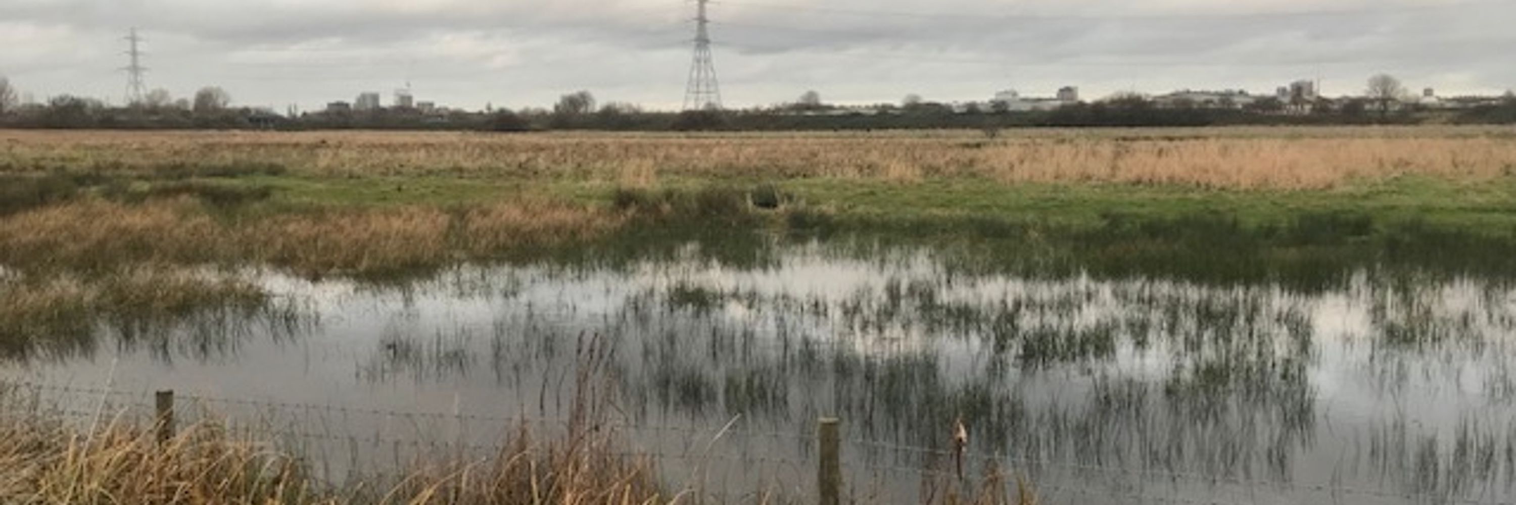 Save Lea Marshes