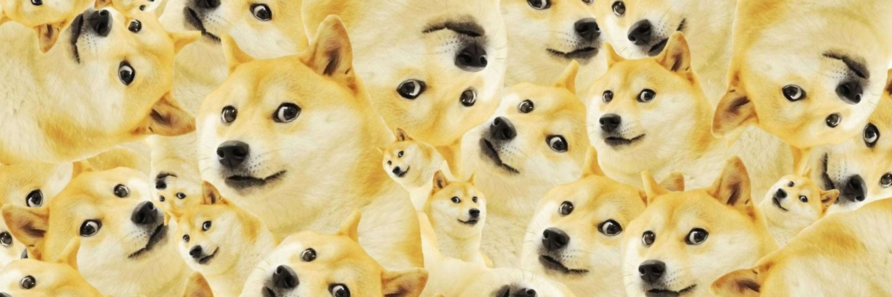 Shiba Every Hour