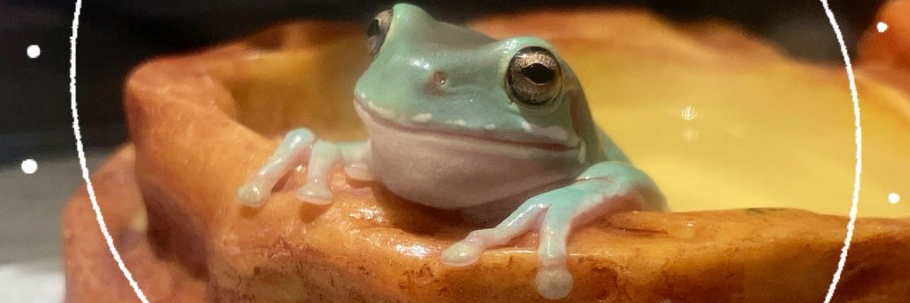 ちーちゃん🐶🐰🦎🐹🐸🐍🐠🦞