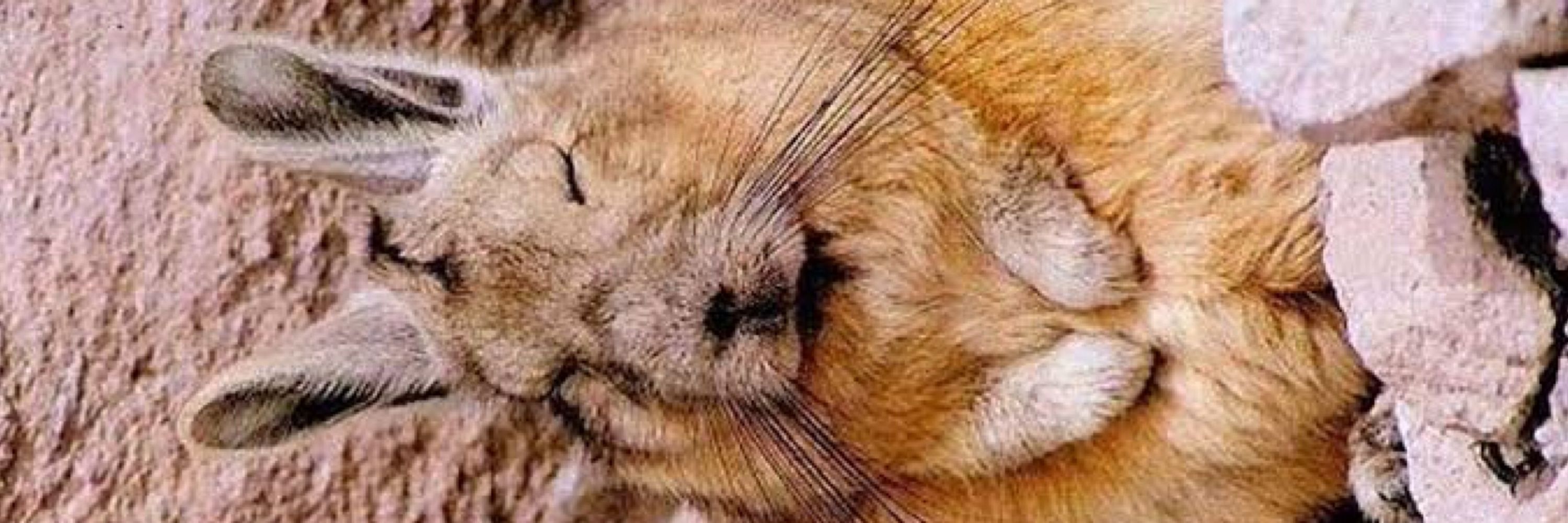 うさぎの“詐欺”の部分