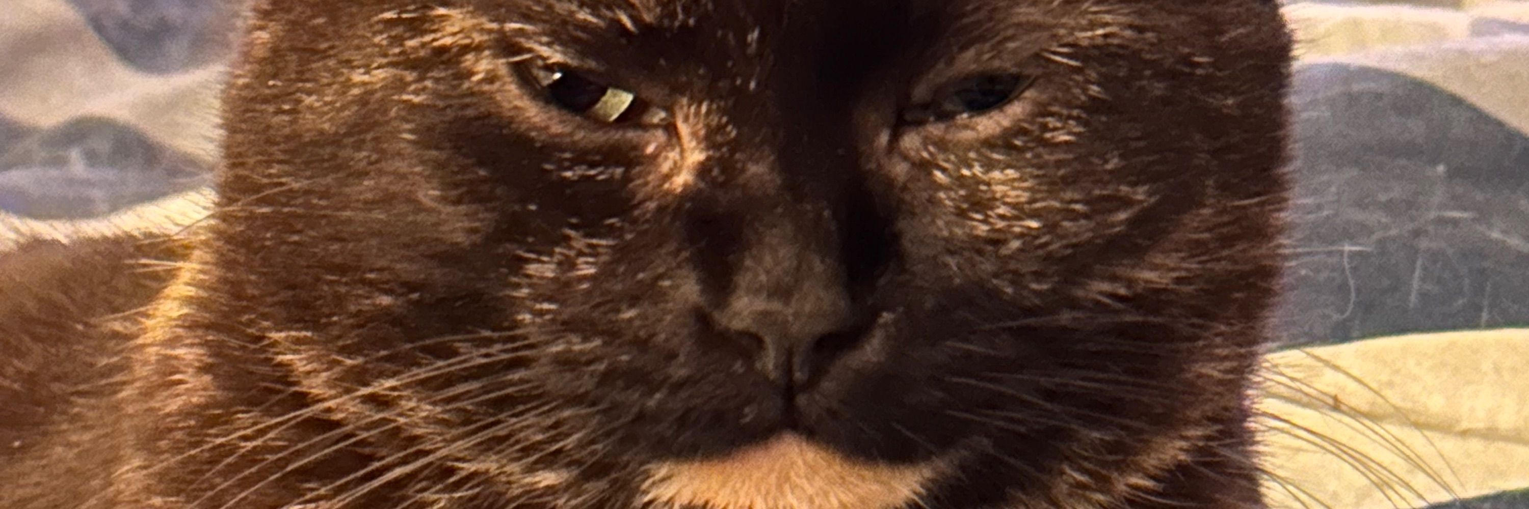 Torties Rule 