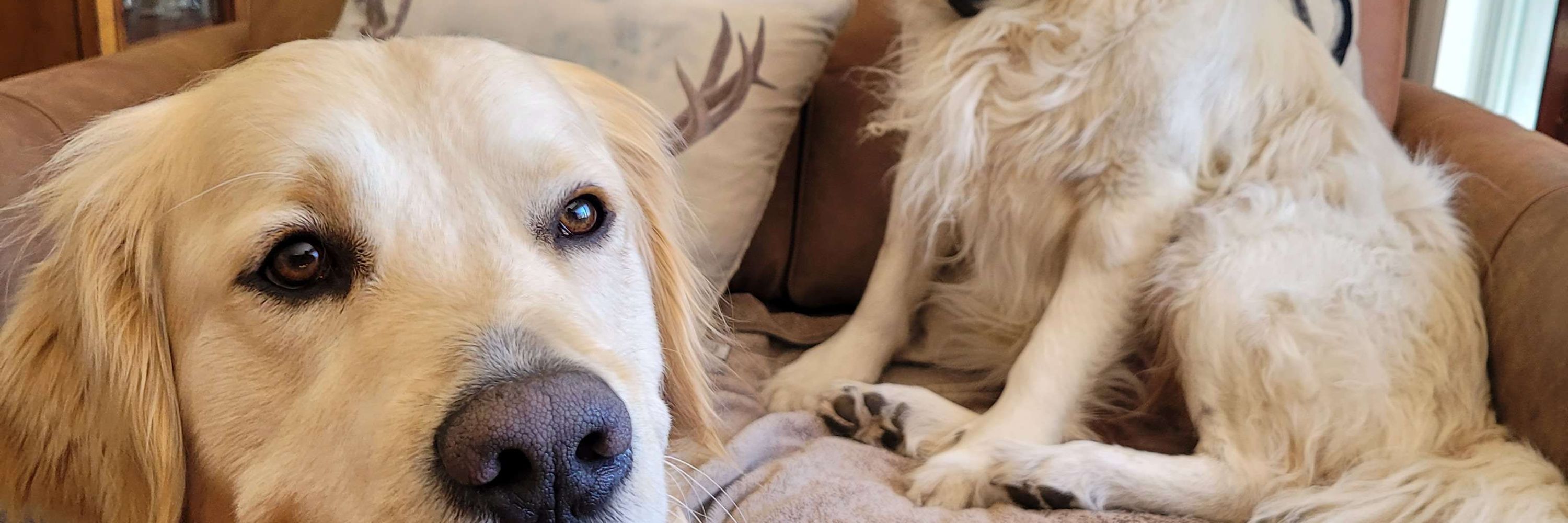 Gibson/Fender Guy Living with Golden Retrievers 🇨🇦