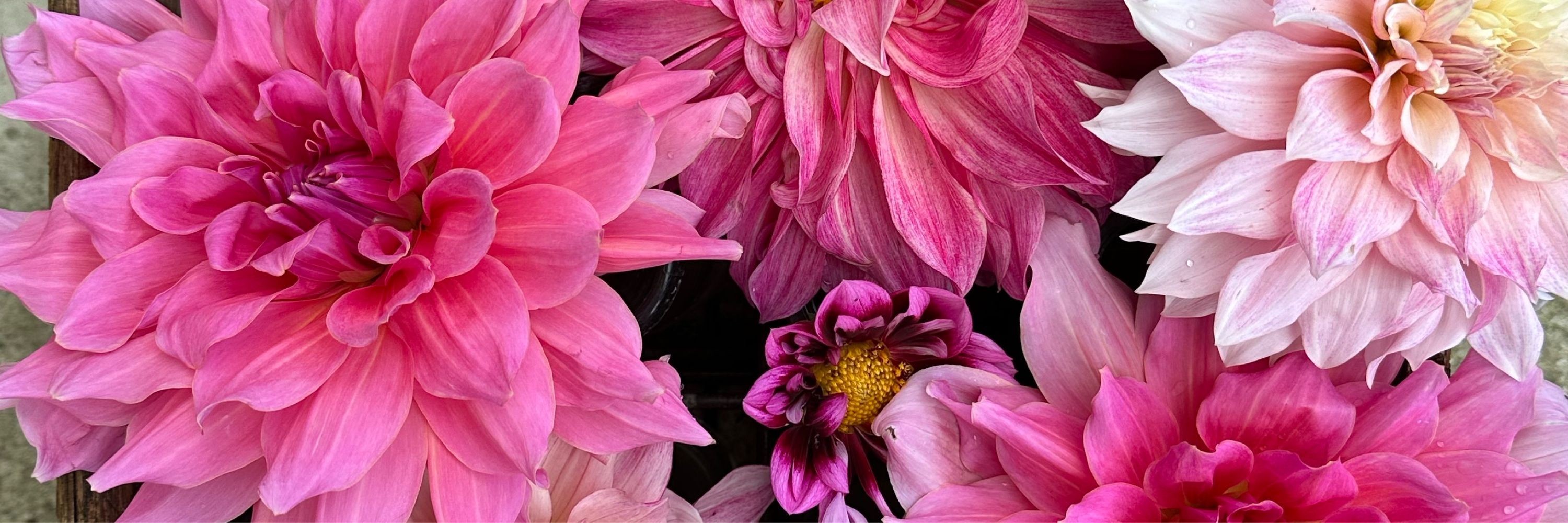 Cherry Hill Blooms