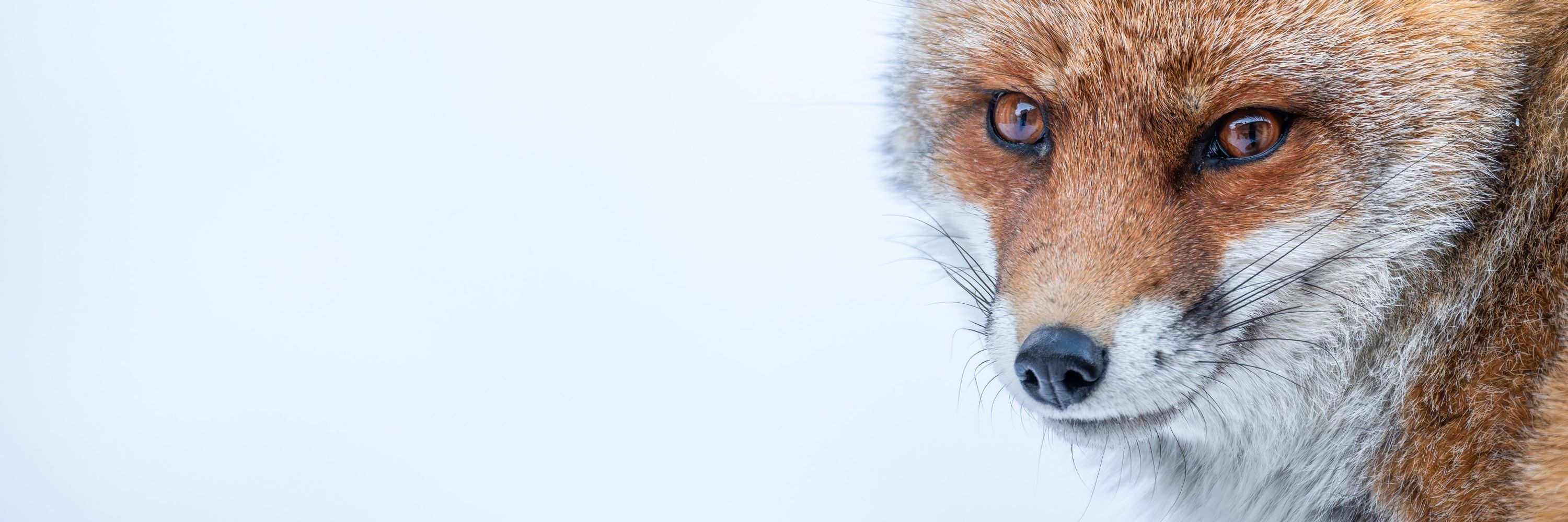 Kurt De Meulemeester | 🇧🇪 Wildlifephotography