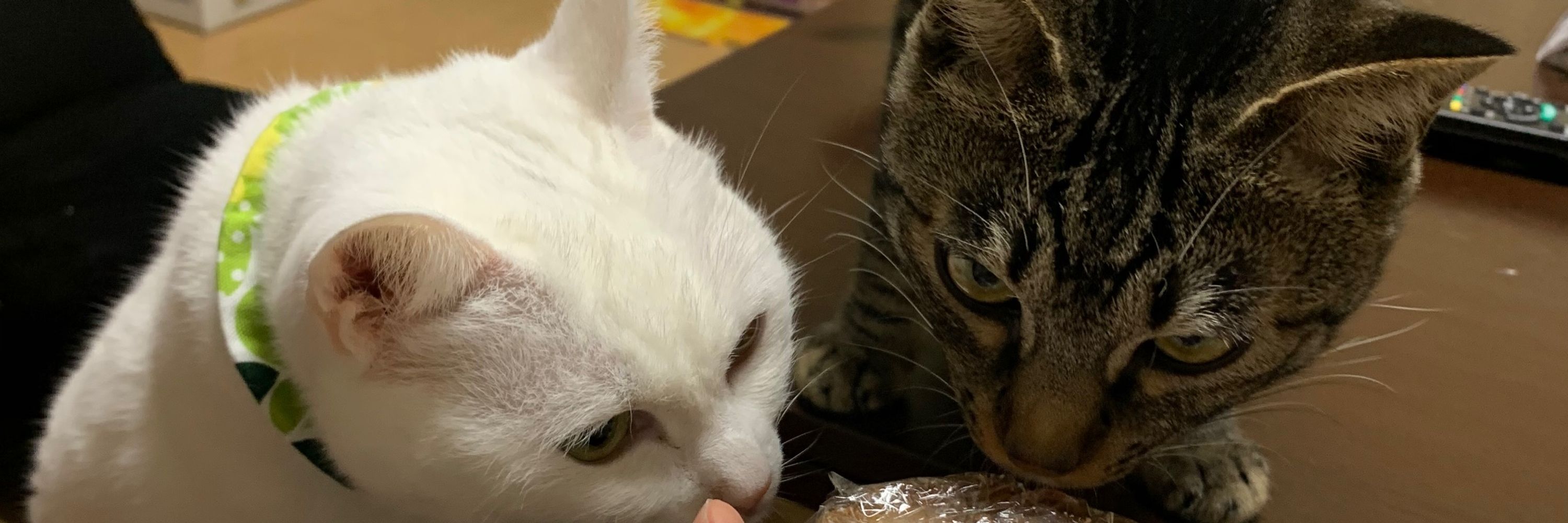 しまねこ
