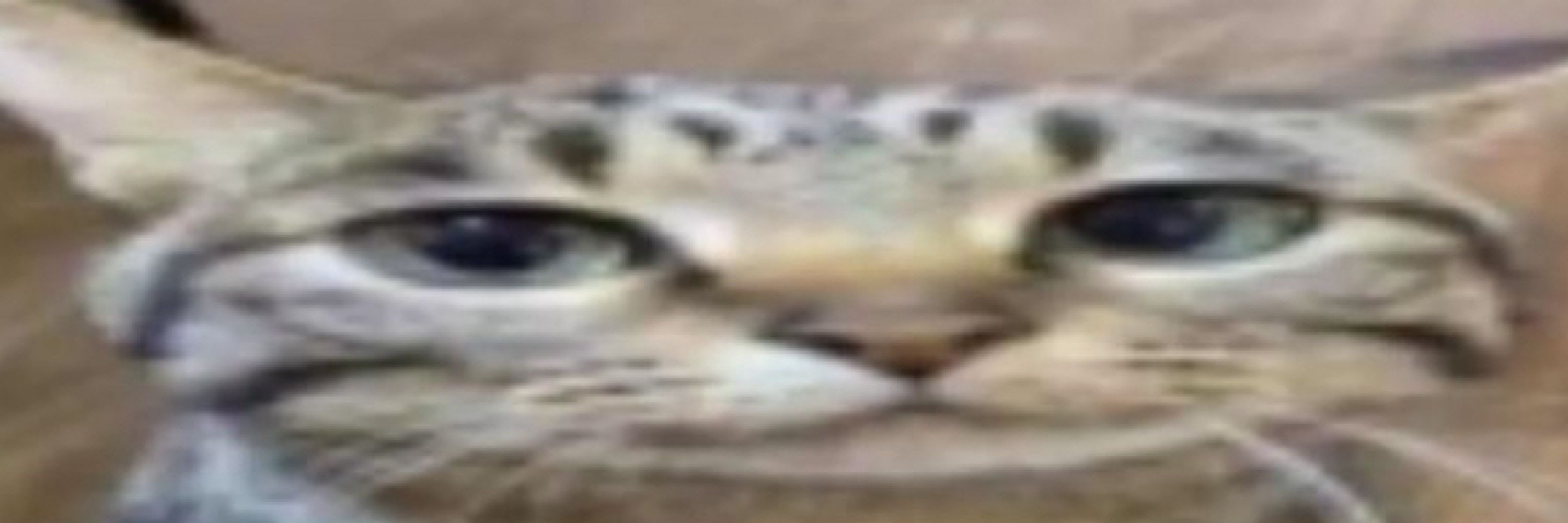 Jão
