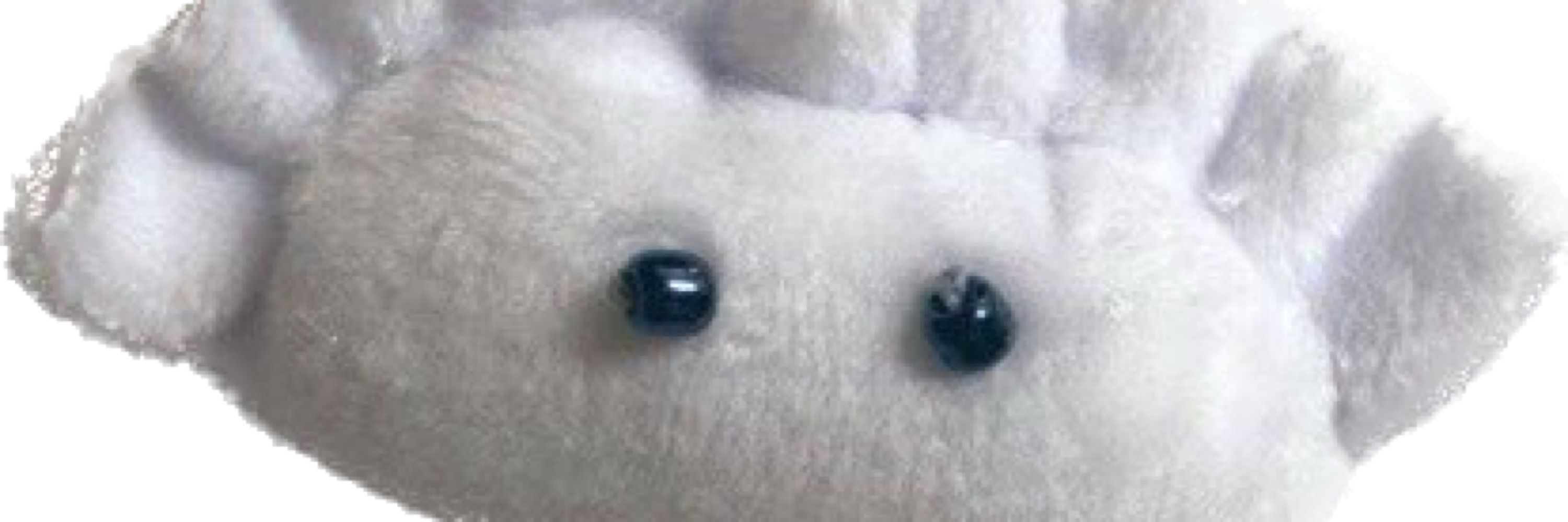 羊