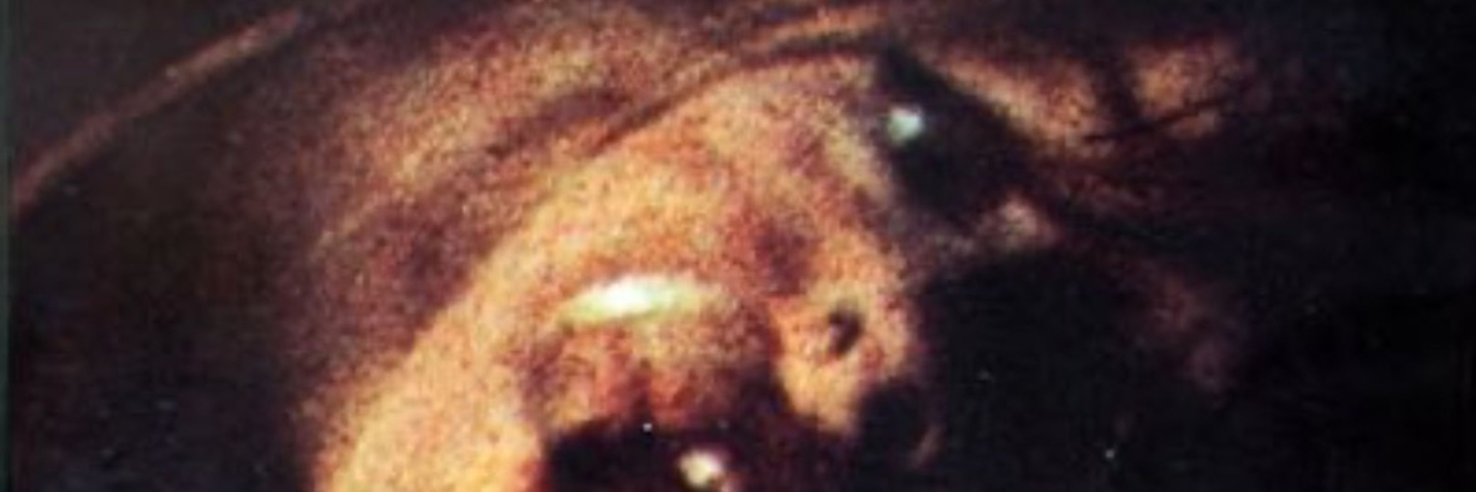 Moth 