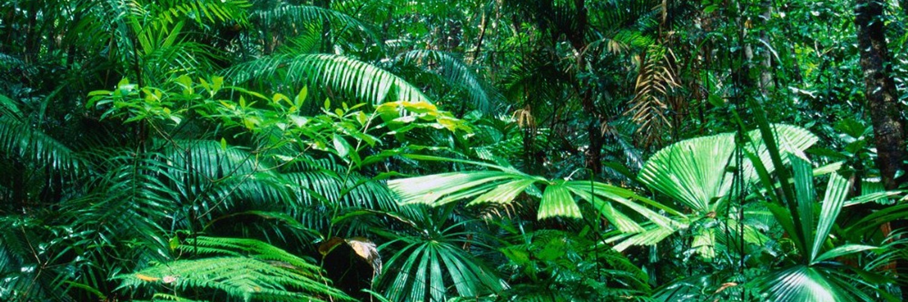 Fern