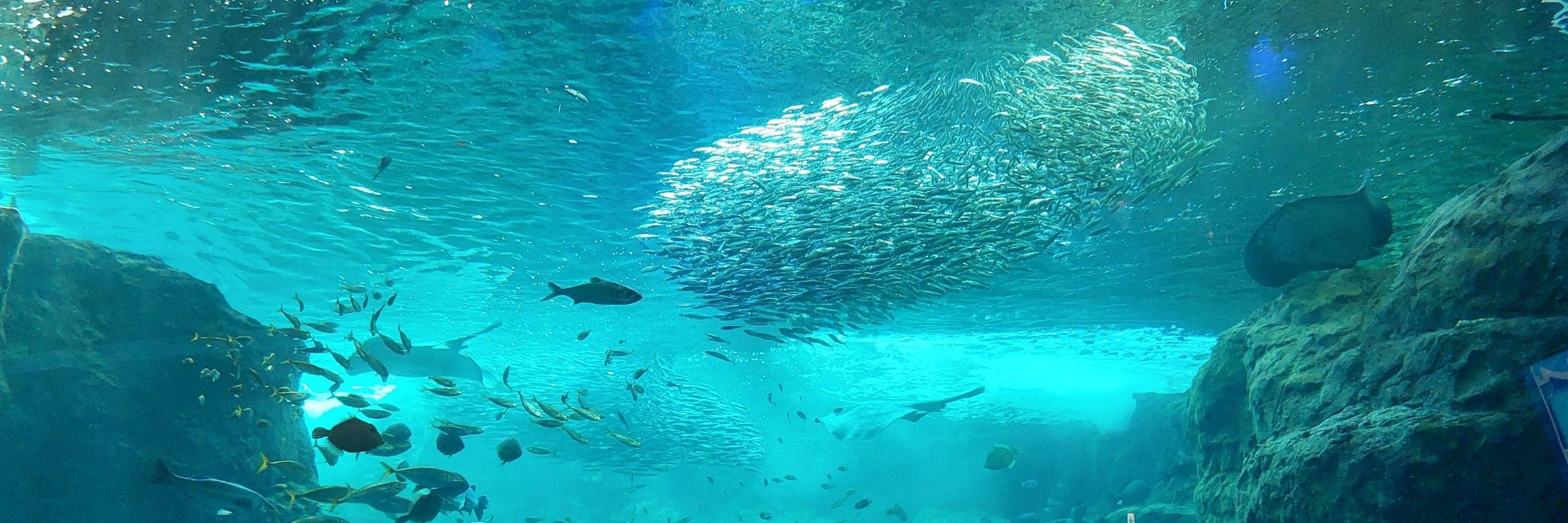ユウキ