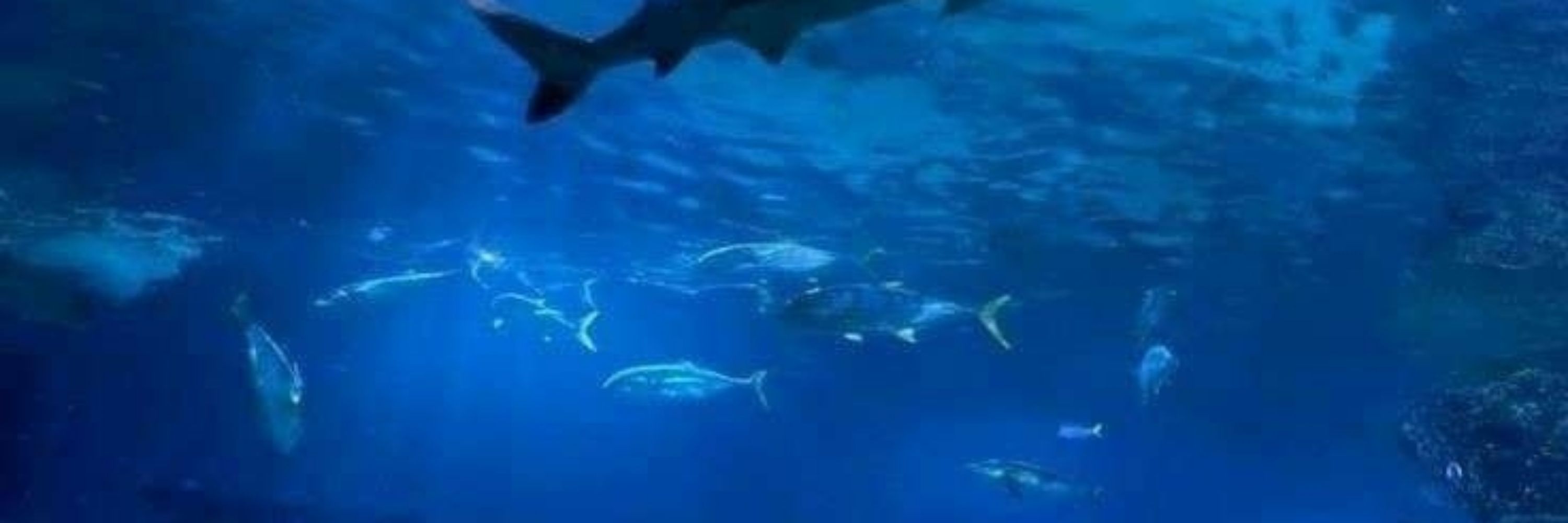 Pedrotti 🪼🐋