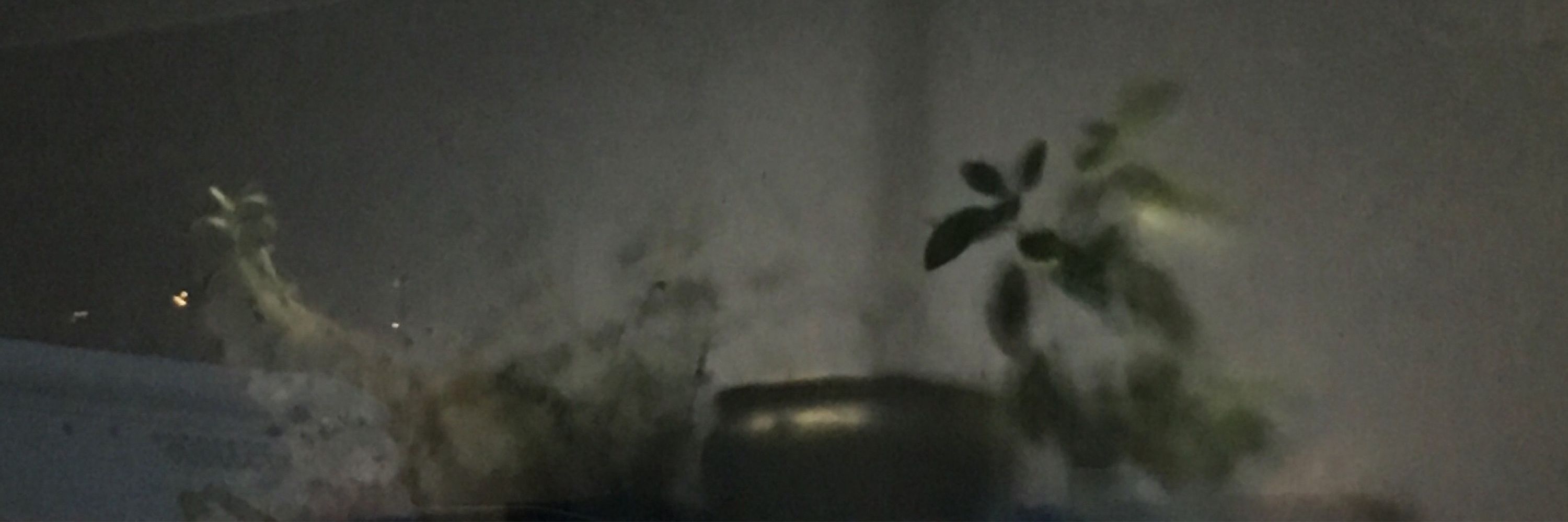 bugs