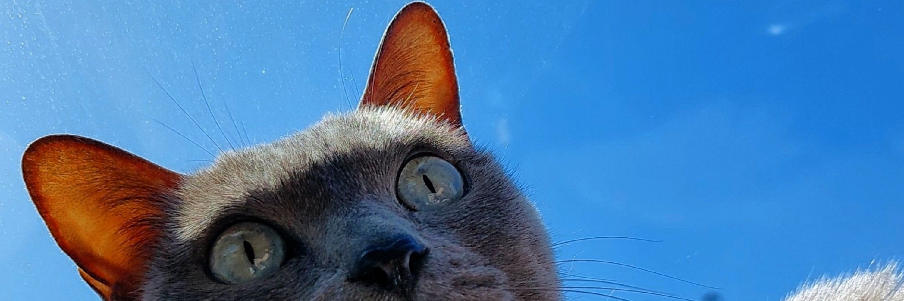 錆