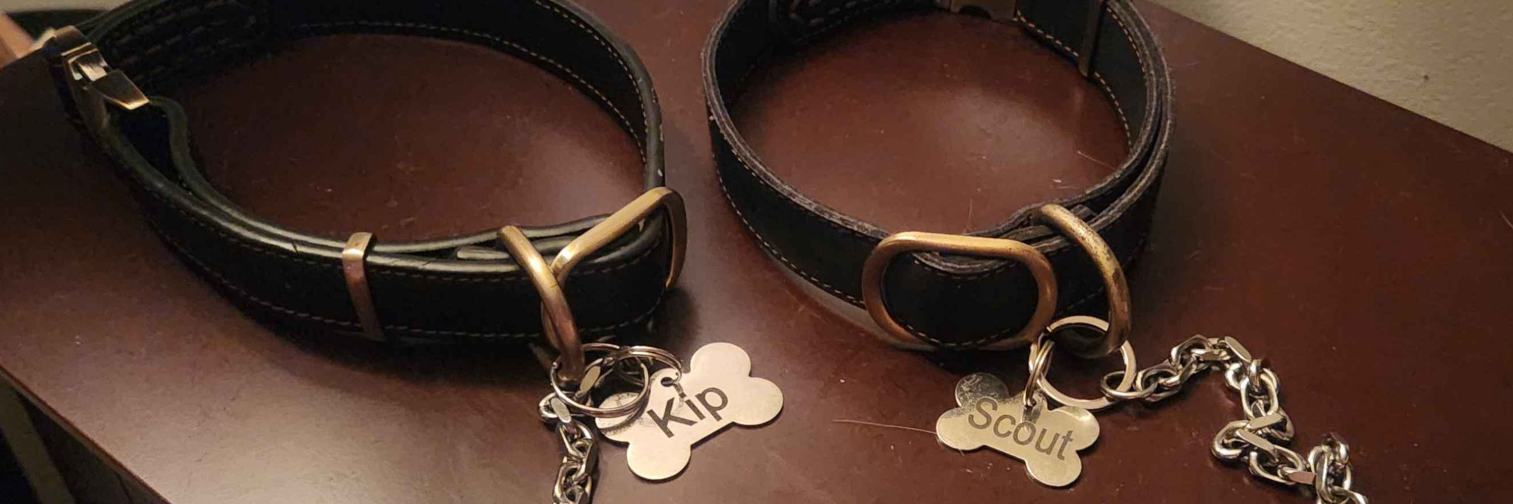 Pup Scout :3 🔜 FWA