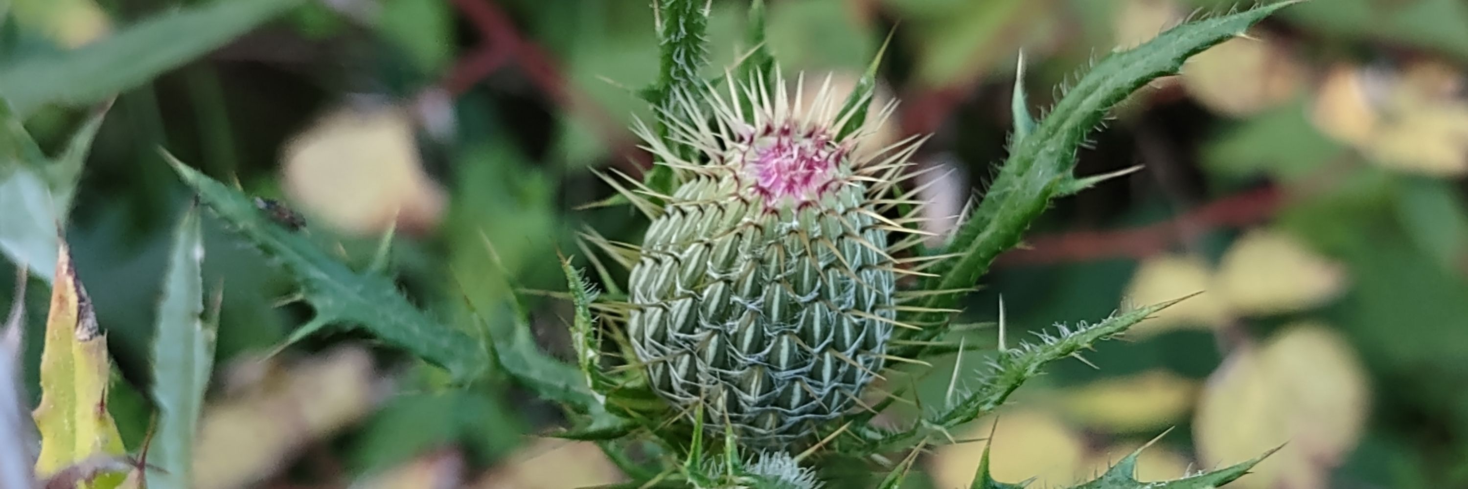 Thistle Pernot