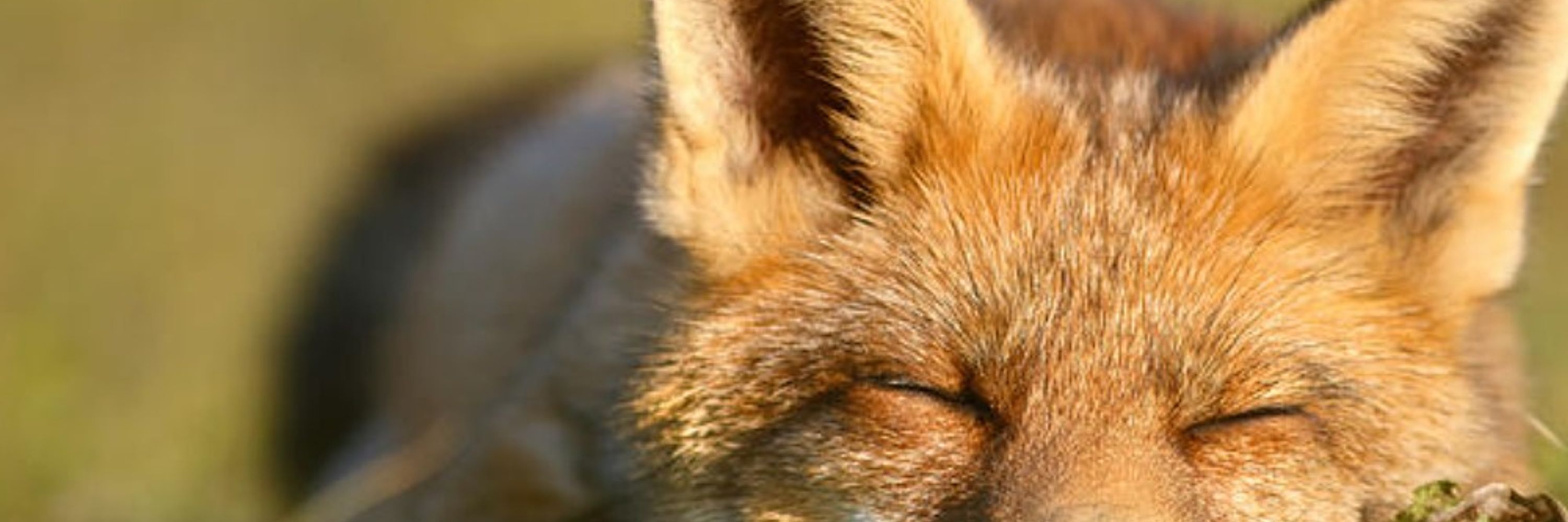 Bacon Fox 🥓🦊🍉🚩