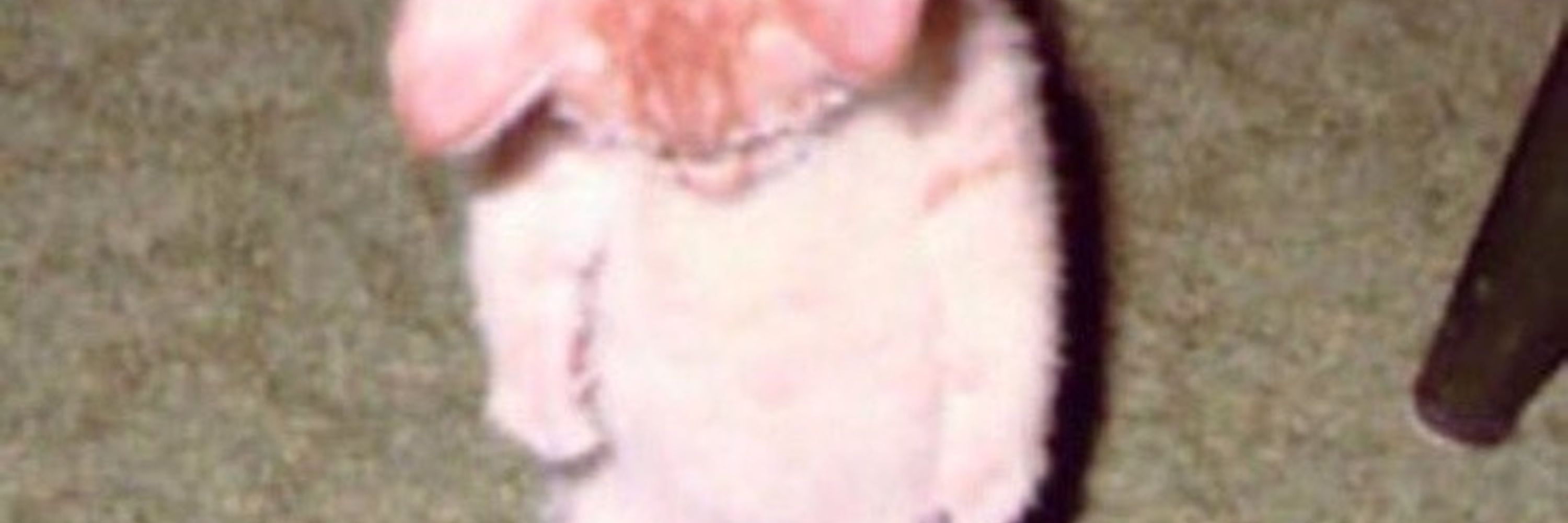 gina
