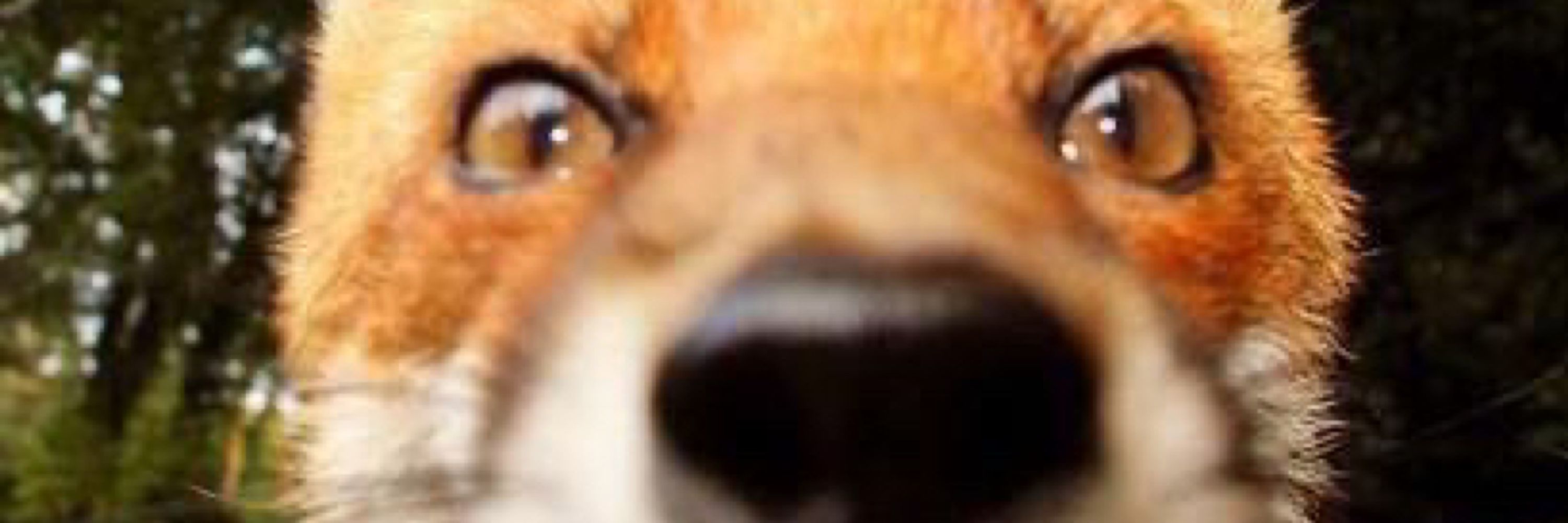 TiredFox