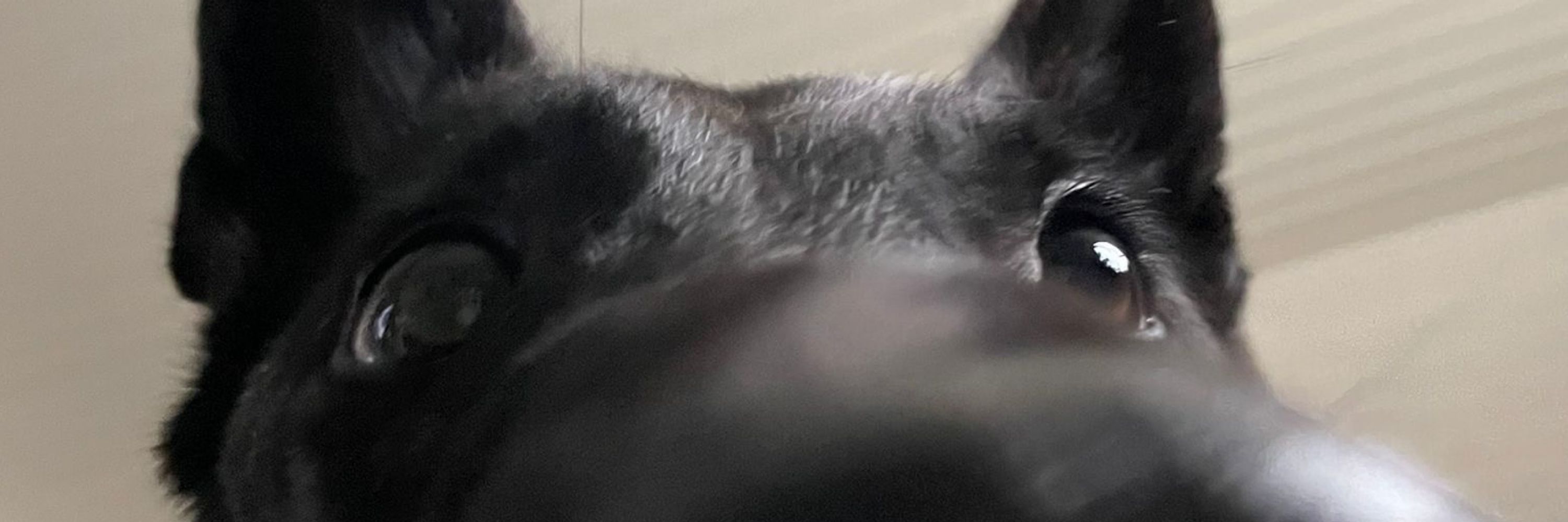 eli🧚
