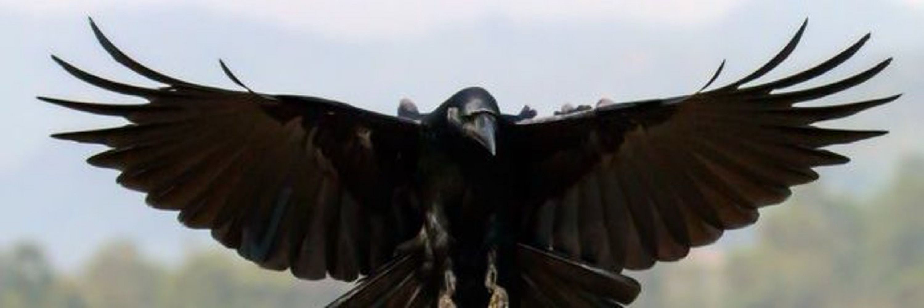 Corvus