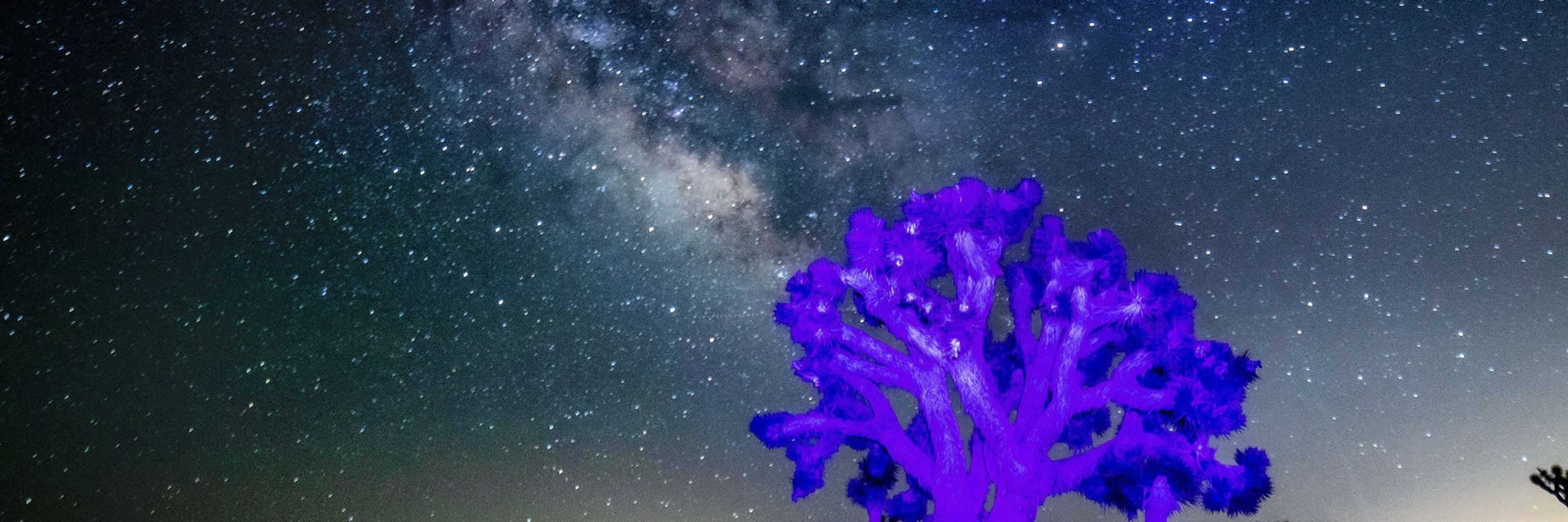 Cosmic Rosie
