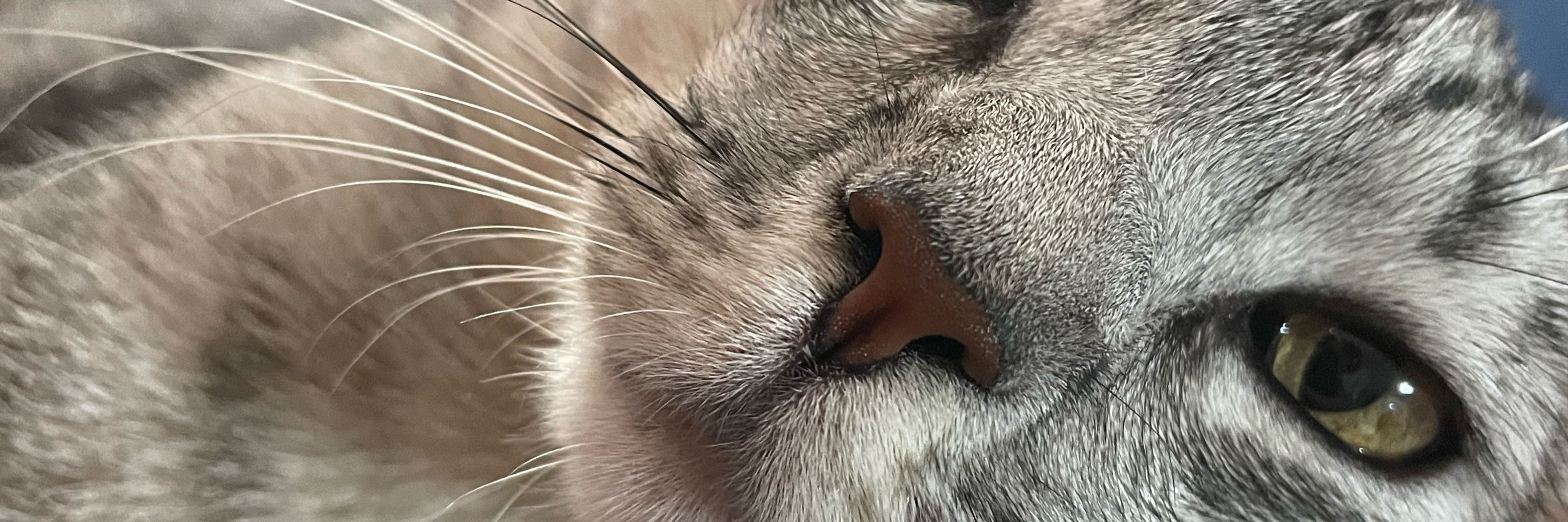 Tina