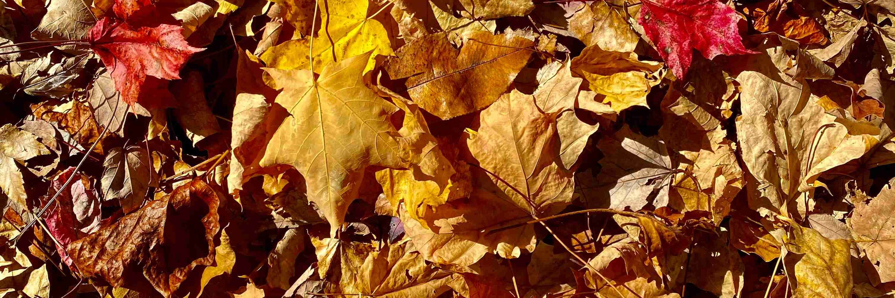autumn <3