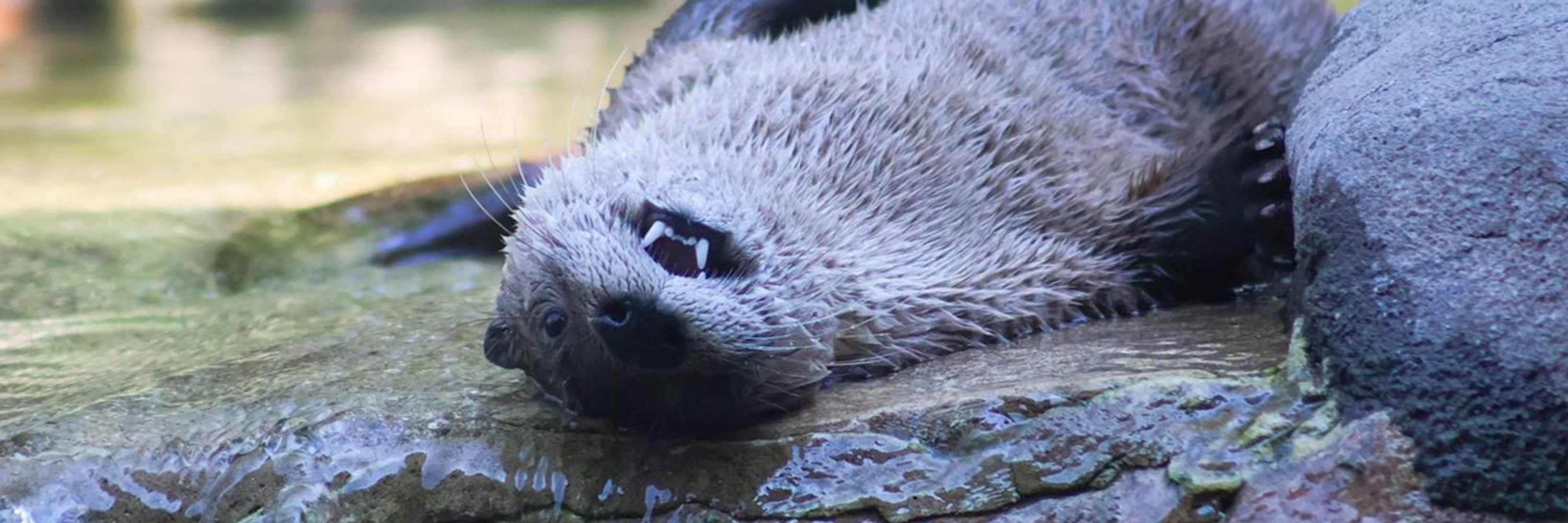 Ottercon